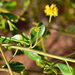 Acacia monticola
