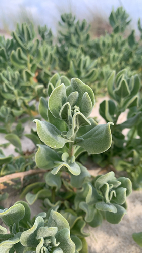 Tetragonia decumbens, photograph 4