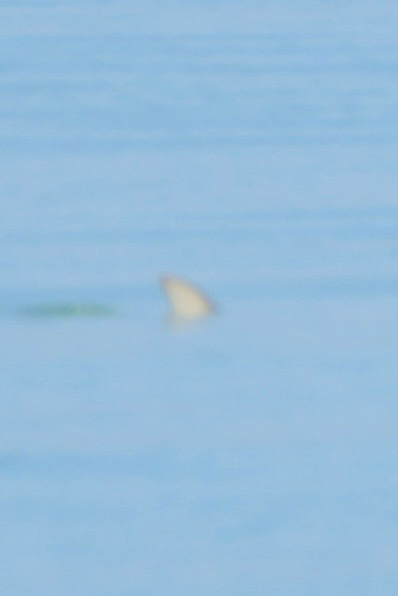 Orcaella heinsohni