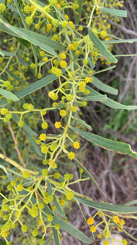 Acacia rostellifera observed 2026-08-01