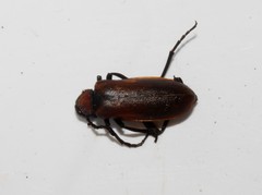 Alosimus decolor