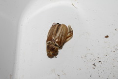 Melolontha albida