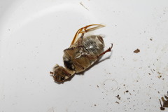 Melolontha albida