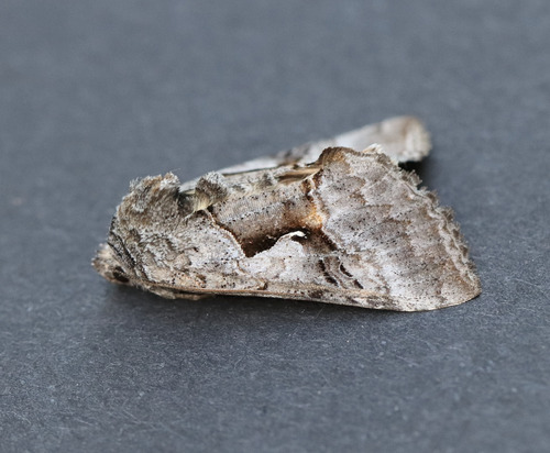 Epigaea Looper Moth photo 5