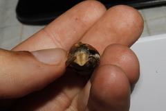 Melolontha albida