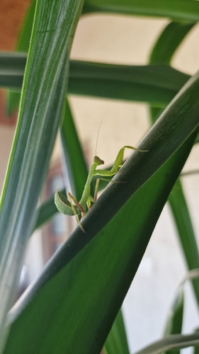 Transcaucasian Giant Mantis