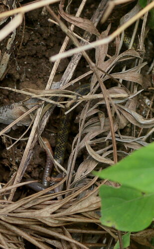 Photo of a Shevaroy HilIs Earth Snake (Uropeltis shorttii)