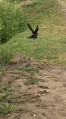 Corvus monedula