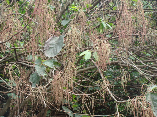 Myriocarpa longipes, photograph 6