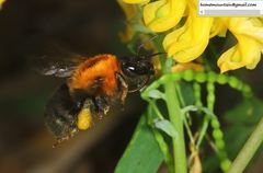Bombus longipes