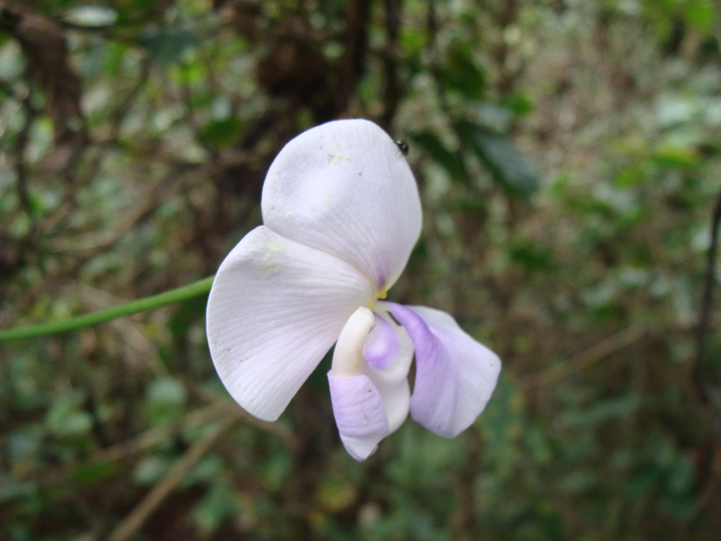 Vigna vexillata; photograph (c) Alexis López Hernández, some rights reserved (CC BY)