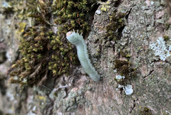 Monostegia abdominalis