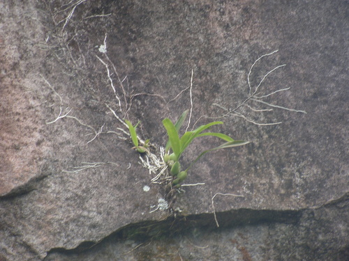 Prosthechea chacaoensis, photograph 6
