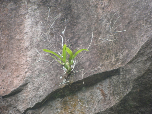 Prosthechea chacaoensis, photograph 5