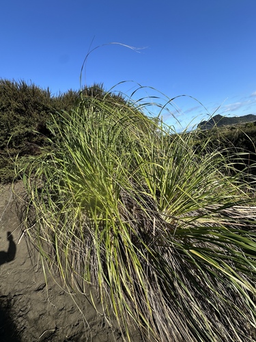 Austroderia splendens, 2026-07-28