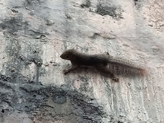 Callosciurus notatus