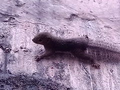 Callosciurus notatus