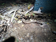 Glaphyromorphus punctulatus