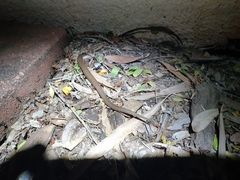 Glaphyromorphus punctulatus