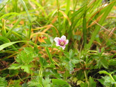 Geranium simense