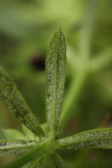 Peronospora aparines