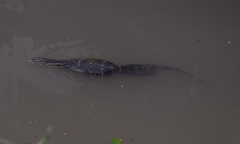 Varanus salvator macromaculatus