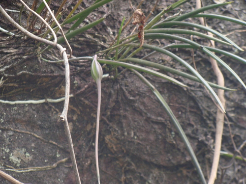 Brassavola appendiculata, photograph 1