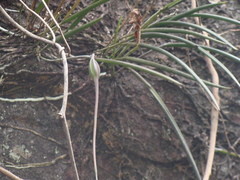 (c) Alexis López Hernández, some rights reserved (CC BY) Brassavola appendiculata, photograph (c) Alexis López Hernández, some rights reserved (CC BY)