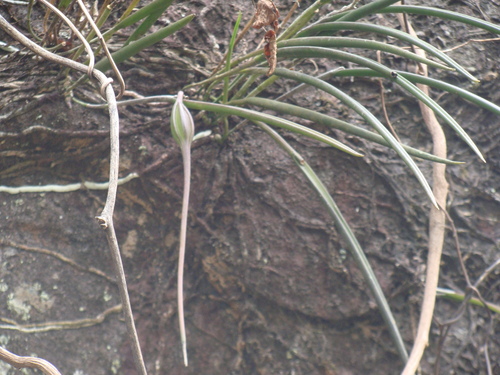 Brassavola appendiculata, photograph 2