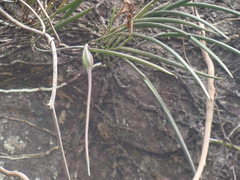 (c) Alexis López Hernández, some rights reserved (CC BY) Brassavola appendiculata, photograph (c) Alexis López Hernández, some rights reserved (CC BY)