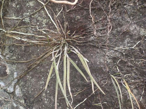 Brassavola appendiculata, photograph 3