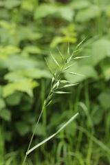 Bromus hordeaceus