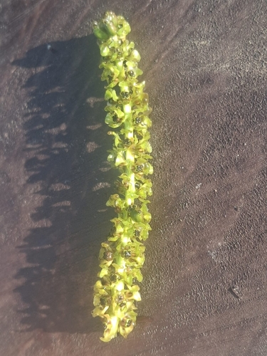 Shining Pondweed