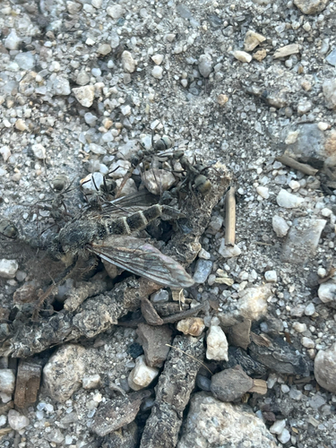 iNaturalist observation photo of Ants