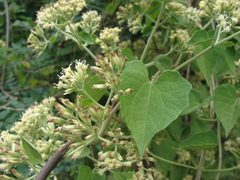 Mikania cordifolia, photograph (c) Alexis López Hernández, some rights reserved (CC BY)