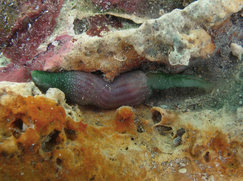 Gaertner's spoon worm