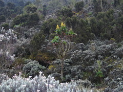 Dendrosenecio erici-rosenii
