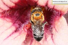 Hoplitis beijingensis