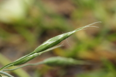 Bromus hordeaceus