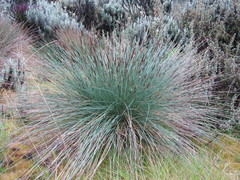 Carex runssoroensis