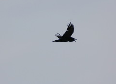 Corvus corax kamtschaticus