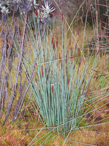 Blunt Sedge