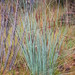 Carex Capitata Clade - Photo (c) Berit Gehrke, some rights reserved (CC BY-NC), uploaded by Berit Gehrke