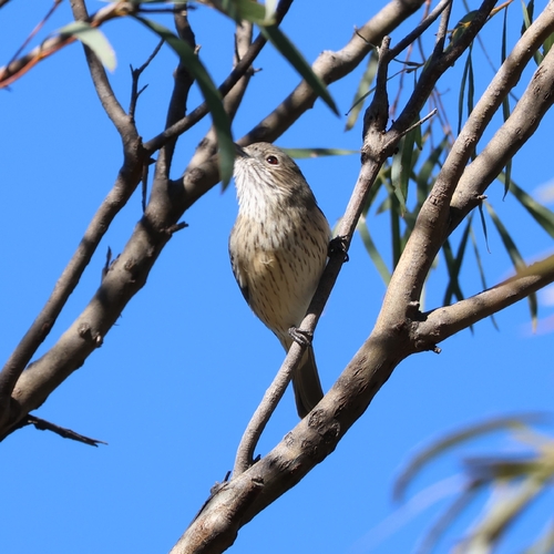 Inland Thornbill