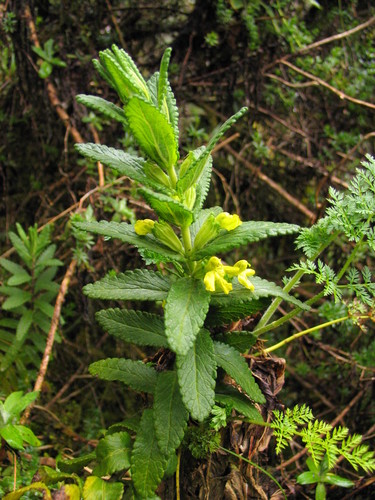 Hedbergia longiflora image