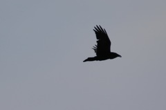 Corvus corax kamtschaticus