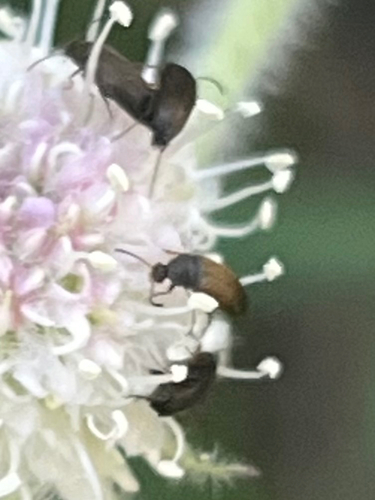 iNaturalist observation photo of False Flower Beetles