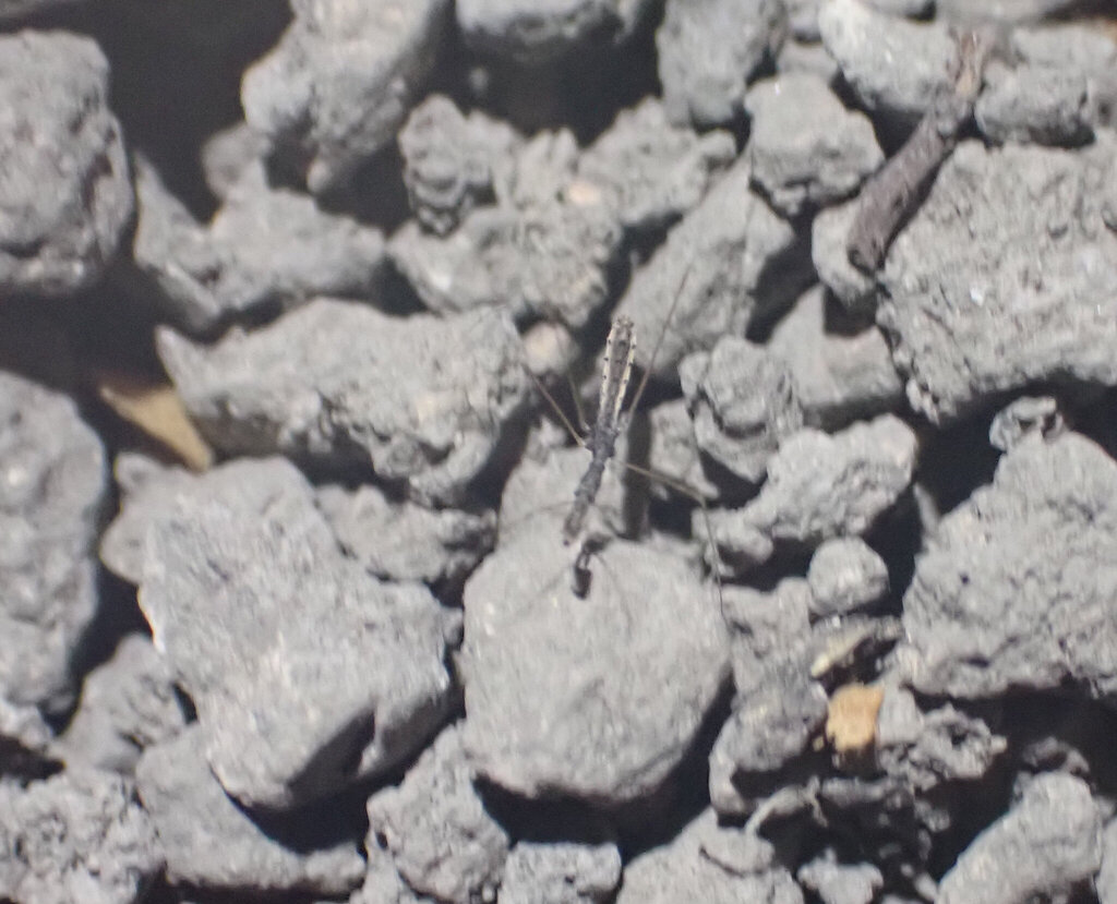 Ploiaria denticauda