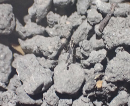 Ploiaria denticauda