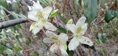 Rhododendron triflorum